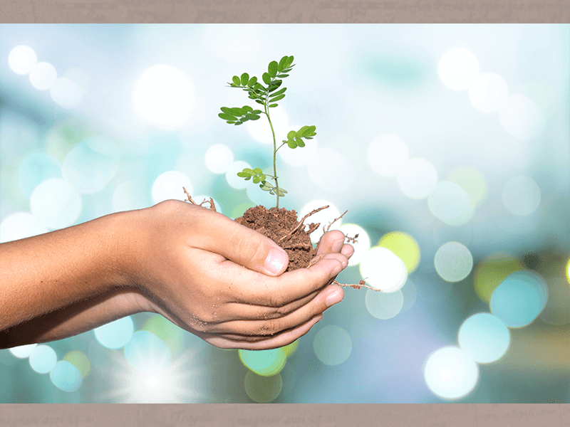 種下一棵樹苗，他會慢慢長成大樹，投資也能這樣嗎？