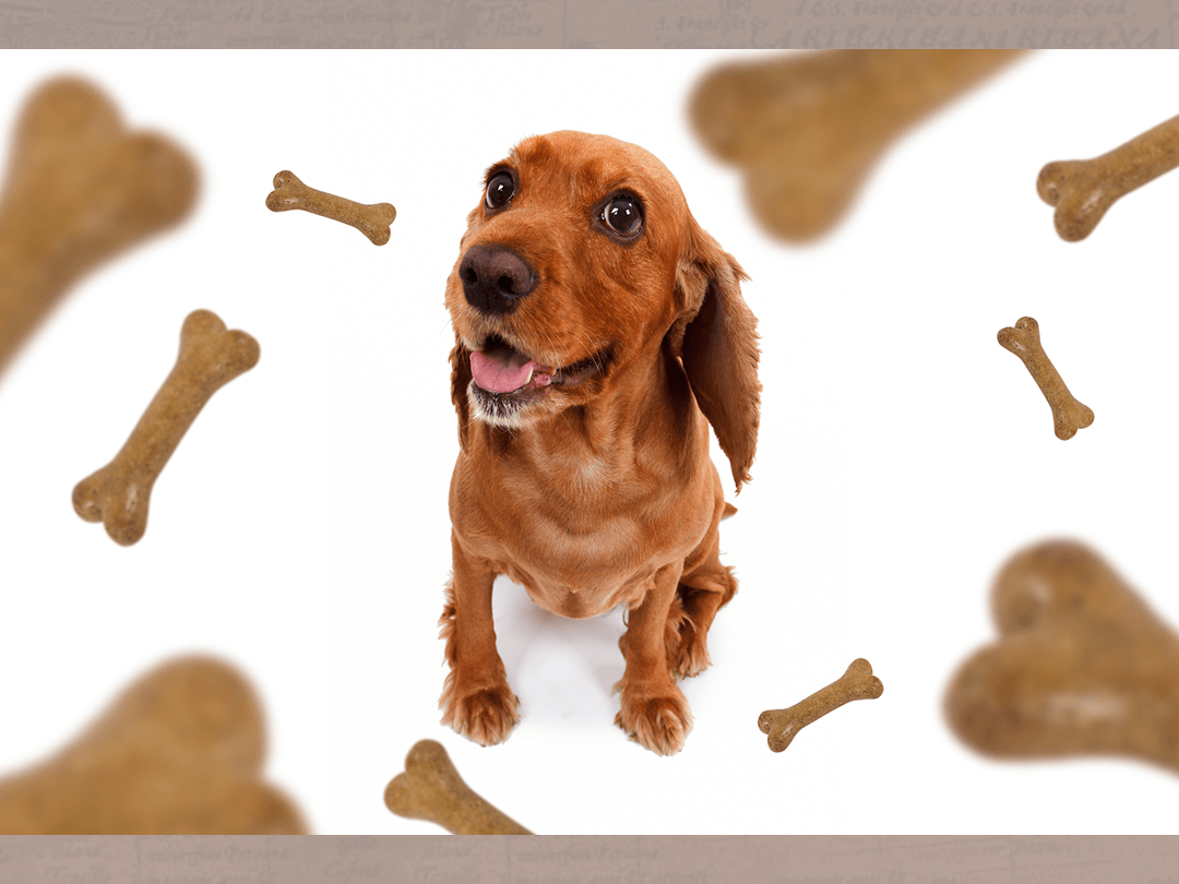 帕夫洛夫的古典制約實驗包含了「提示」與「渴望」。